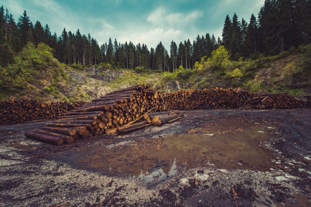 Factsheet on the EU Deforestation Regulation